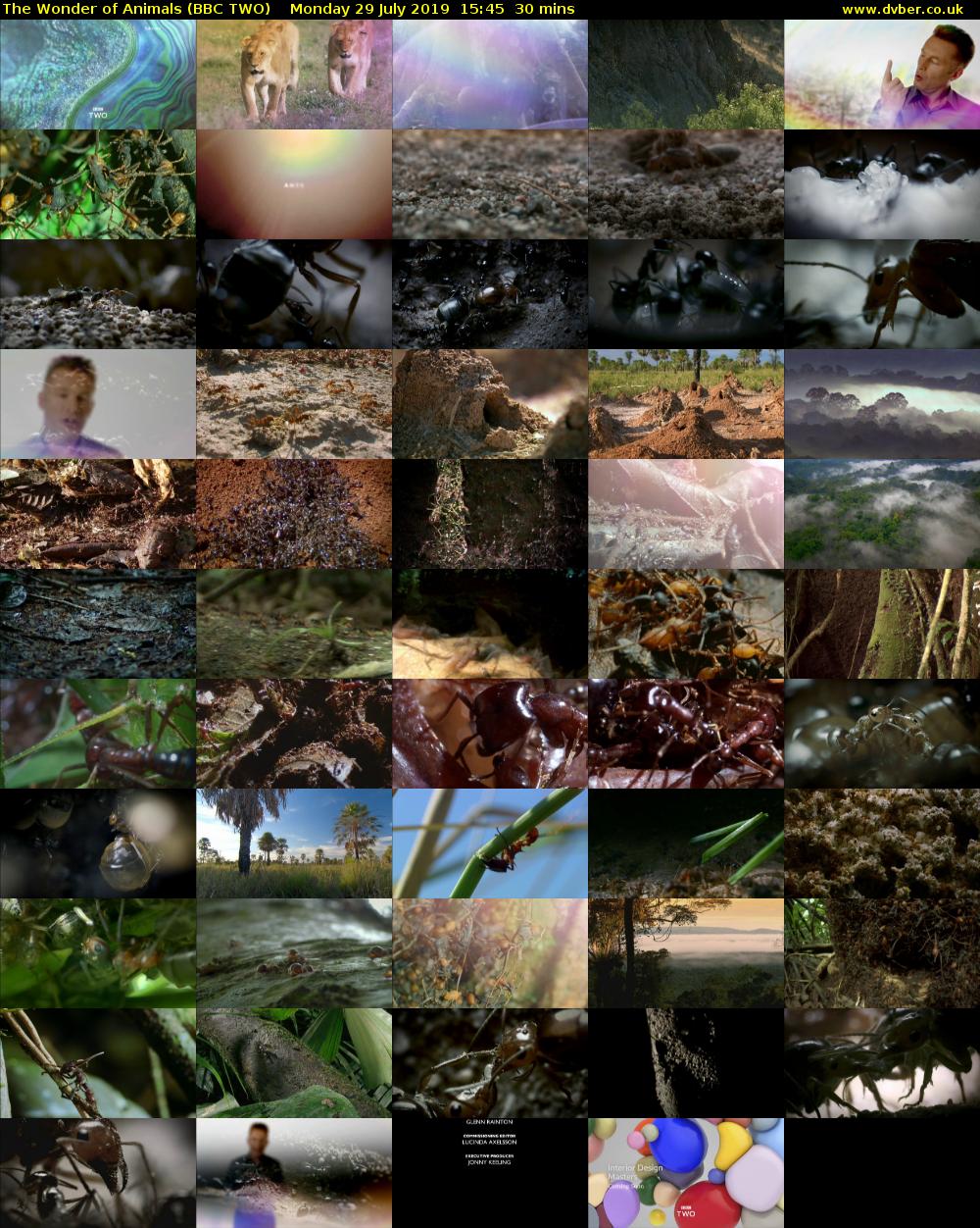 The Wonder of Animals (BBC TWO) Monday 29 July 2019 15:45 - 16:15