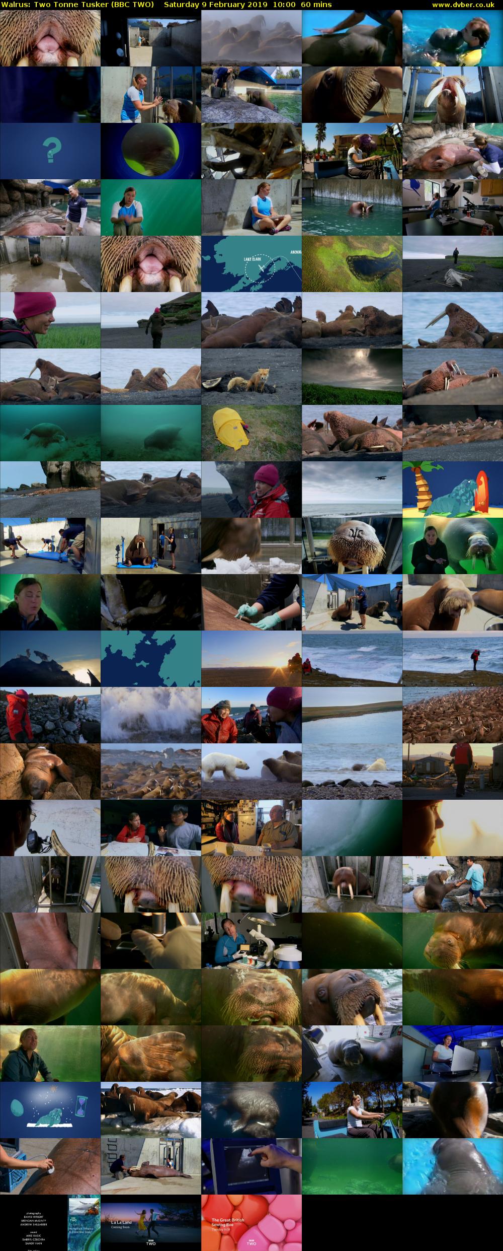 Walrus: Two Tonne Tusker (BBC TWO) Saturday 9 February 2019 10:00 - 11:00