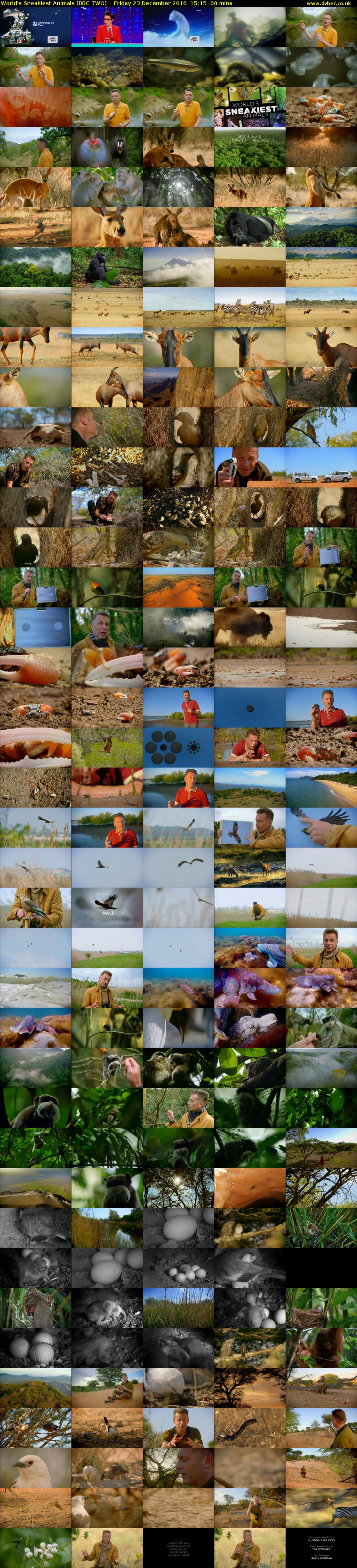 World's Sneakiest Animals (BBC TWO) Friday 23 December 2016 15:15 - 16:15