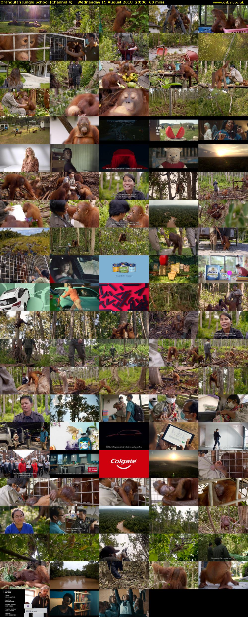 Orangutan Jungle School (Channel 4) Wednesday 15 August 2018 20:00 - 21:00