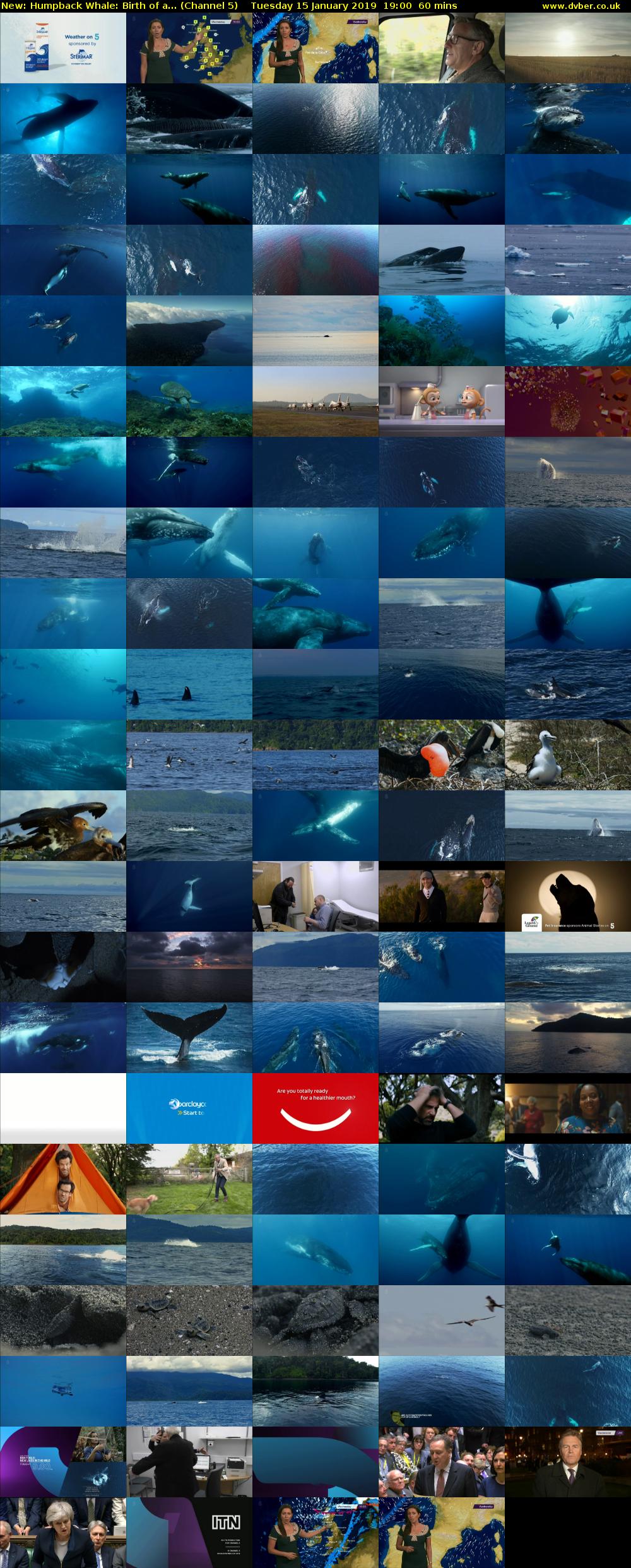 Humpback Whale: Birth of a... (Channel 5) Tuesday 15 January 2019 19:00 - 20:00