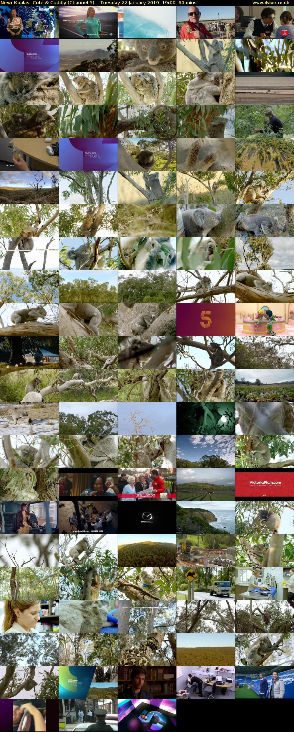 Koalas: Cute & Cuddly (Channel 5) Tuesday 22 January 2019 19:00 - 20:00