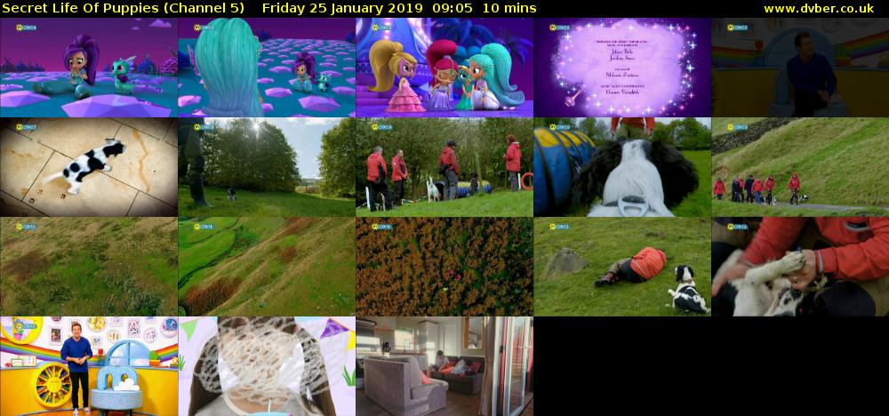 Secret Life Of Puppies (Channel 5) Friday 25 January 2019 09:05 - 09:15