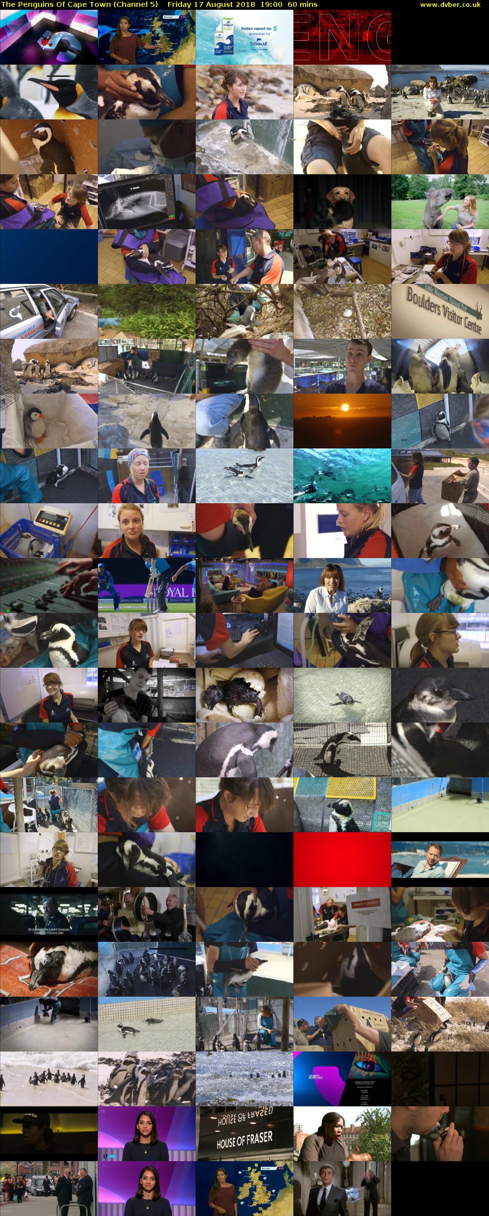 The Penguins Of Cape Town (Channel 5) Friday 17 August 2018 19:00 - 20:00