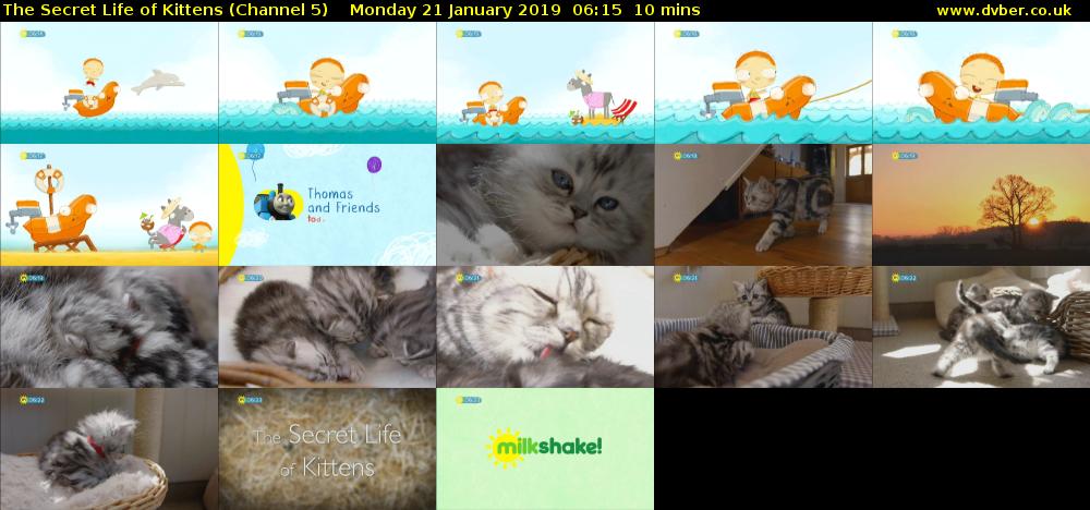 The Secret Life of Kittens (Channel 5) Monday 21 January 2019 06:15 - 06:25