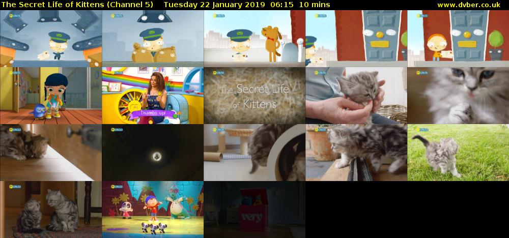 The Secret Life of Kittens (Channel 5) Tuesday 22 January 2019 06:15 - 06:25