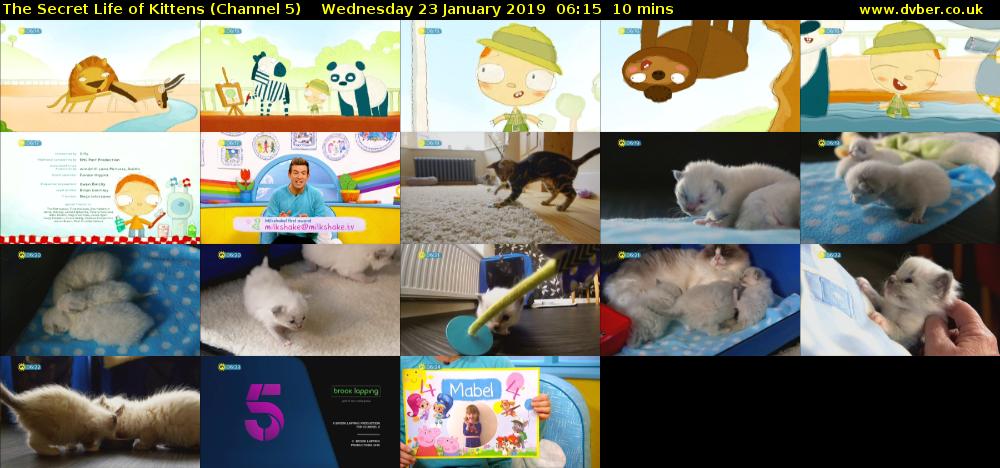 The Secret Life of Kittens (Channel 5) Wednesday 23 January 2019 06:15 - 06:25