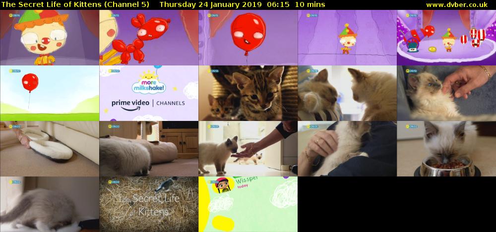 The Secret Life of Kittens (Channel 5) Thursday 24 January 2019 06:15 - 06:25