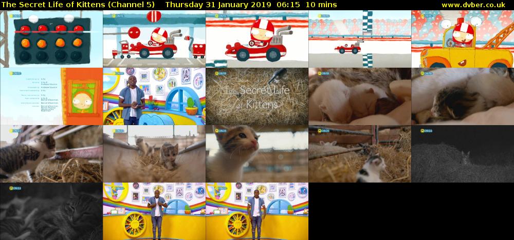 The Secret Life of Kittens (Channel 5) Thursday 31 January 2019 06:15 - 06:25