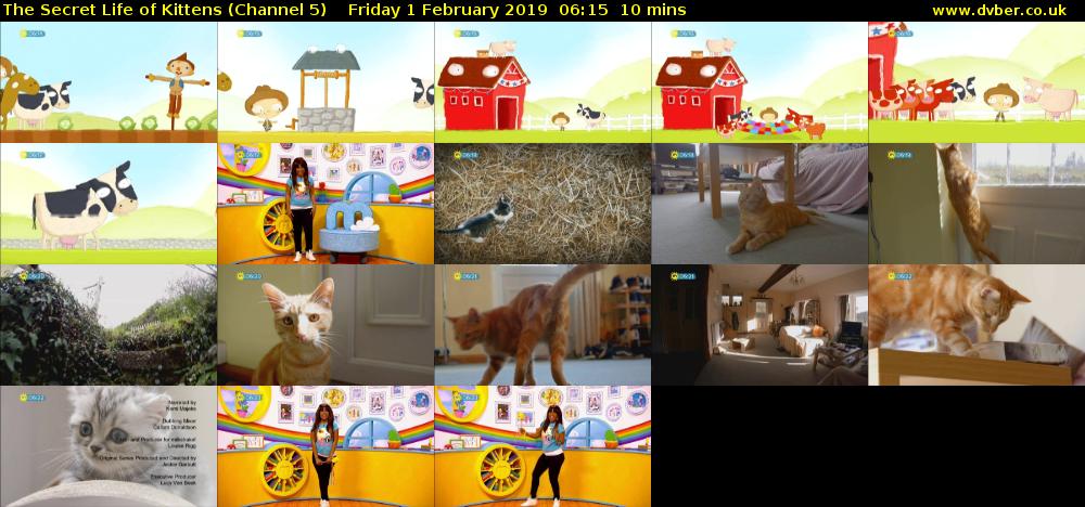 The Secret Life of Kittens (Channel 5) Friday 1 February 2019 06:15 - 06:25