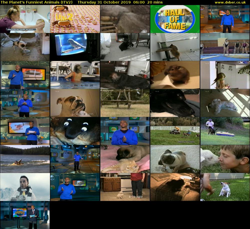 The Planet's Funniest Animals (ITV2) Thursday 31 October 2019 06:00 - 06:20