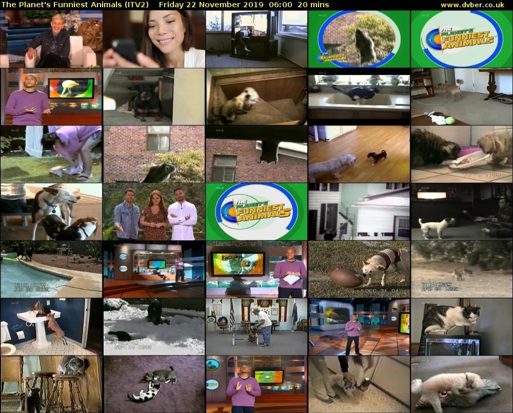 The Planet's Funniest Animals (ITV2) Friday 22 November 2019 06:00 - 06:20
