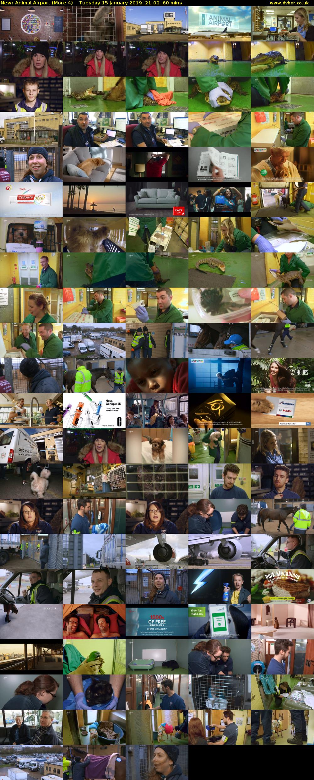 Animal Airport (More 4) Tuesday 15 January 2019 21:00 - 22:00