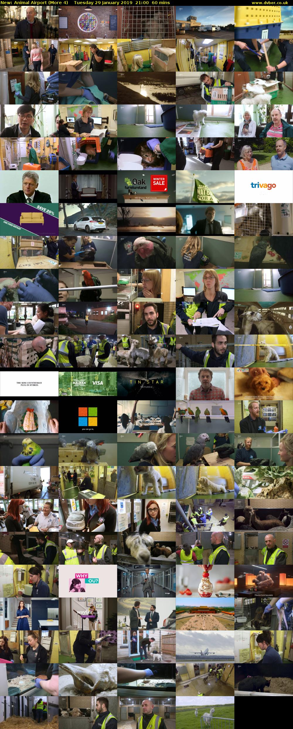 Animal Airport (More 4) Tuesday 29 January 2019 21:00 - 22:00