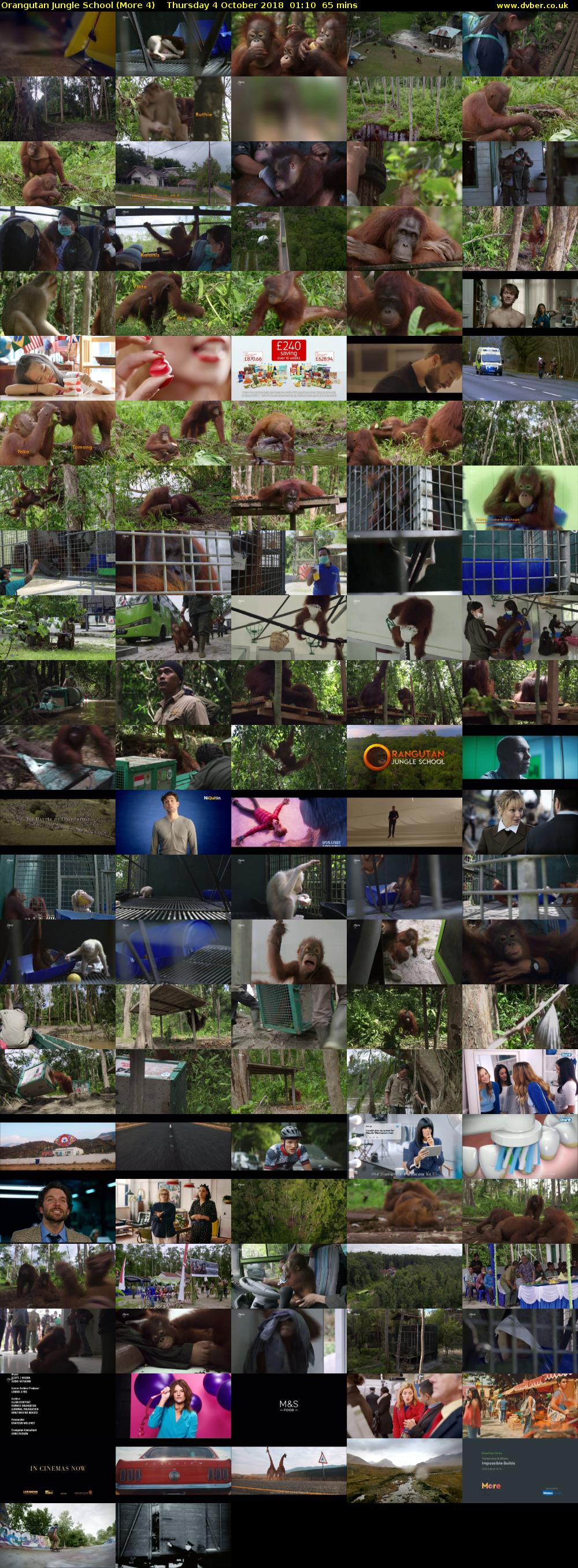 Orangutan Jungle School (More 4) Thursday 4 October 2018 01:10 - 02:15