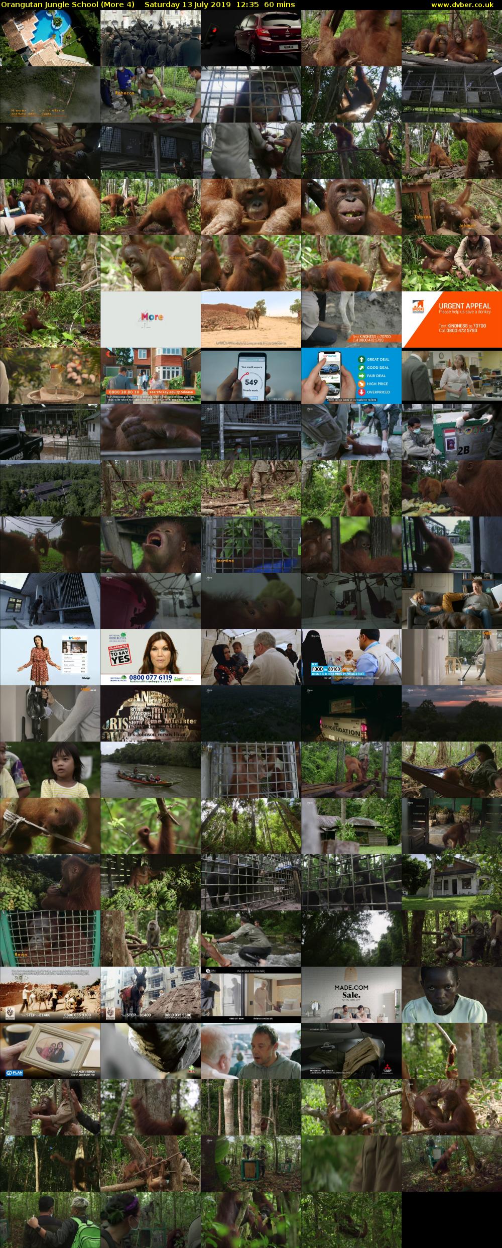 Orangutan Jungle School (More 4) Saturday 13 July 2019 12:35 - 13:35