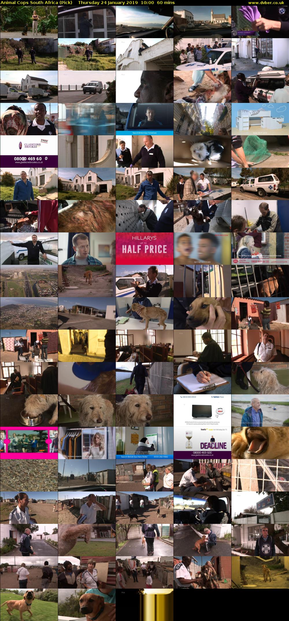 Animal Cops South Africa (Pick) Thursday 24 January 2019 10:00 - 11:00