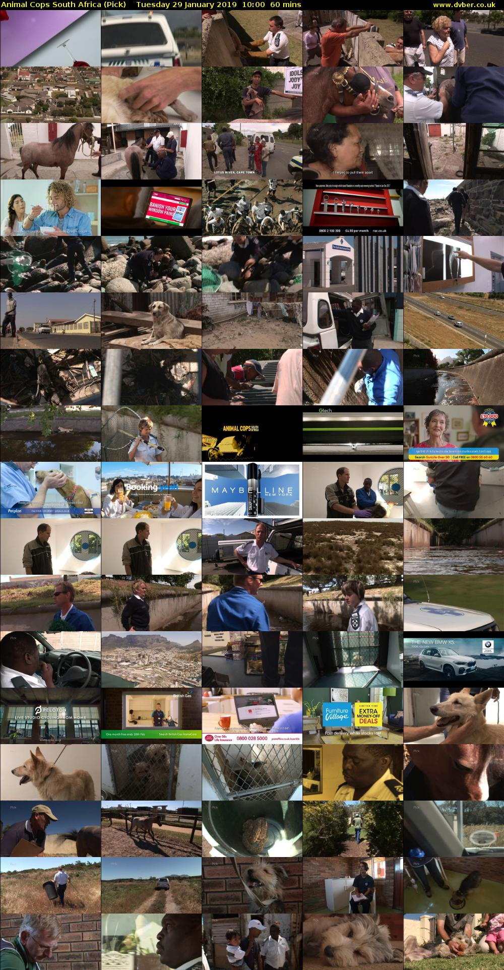 Animal Cops South Africa (Pick) Tuesday 29 January 2019 10:00 - 11:00