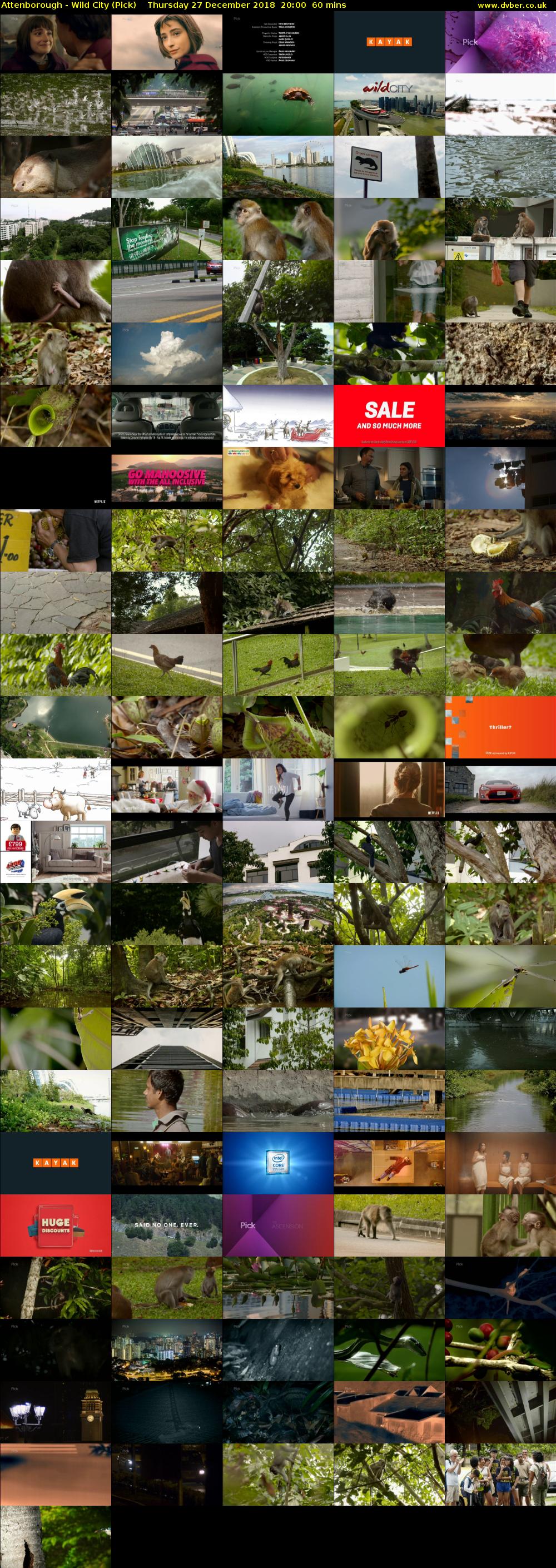 Attenborough - Wild City (Pick) Thursday 27 December 2018 20:00 - 21:00