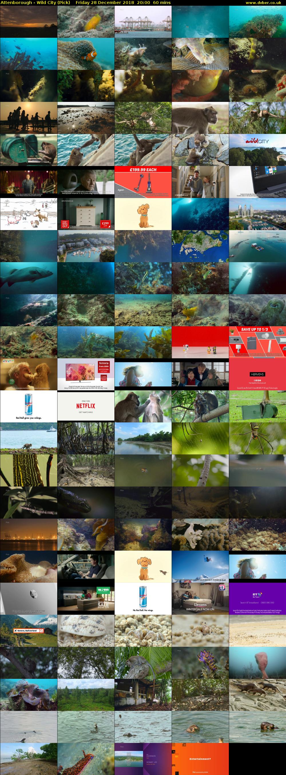 Attenborough - Wild City (Pick) Friday 28 December 2018 20:00 - 21:00