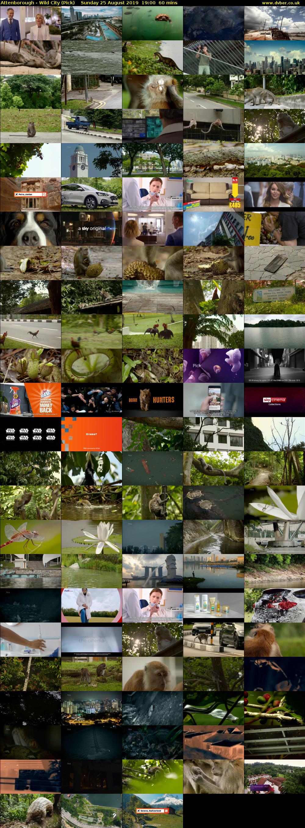 Attenborough - Wild City (Pick) Sunday 25 August 2019 19:00 - 20:00