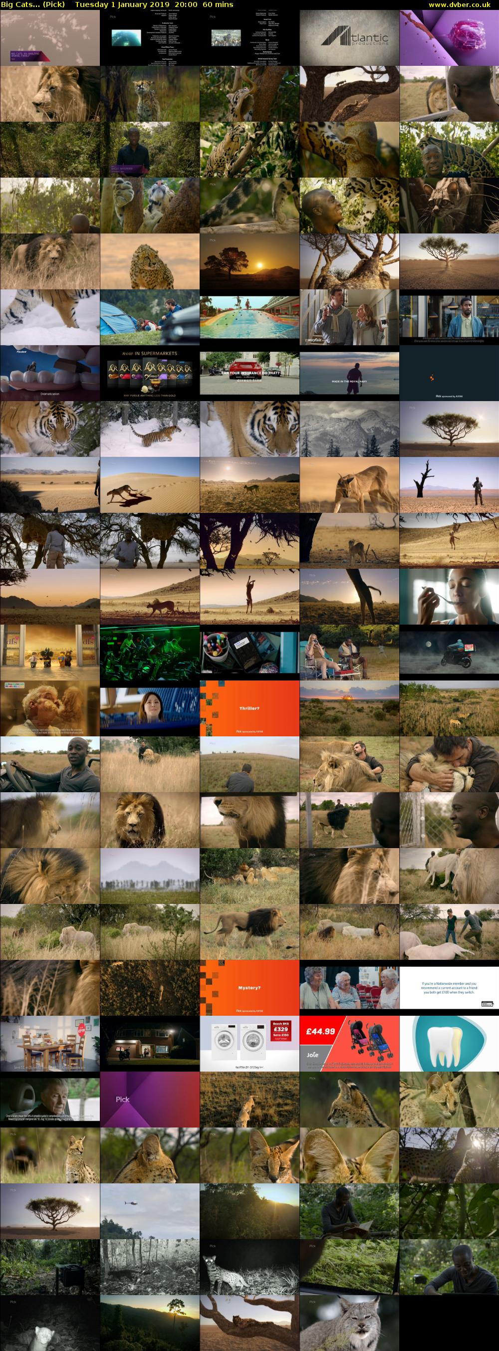 Big Cats... (Pick) Tuesday 1 January 2019 20:00 - 21:00