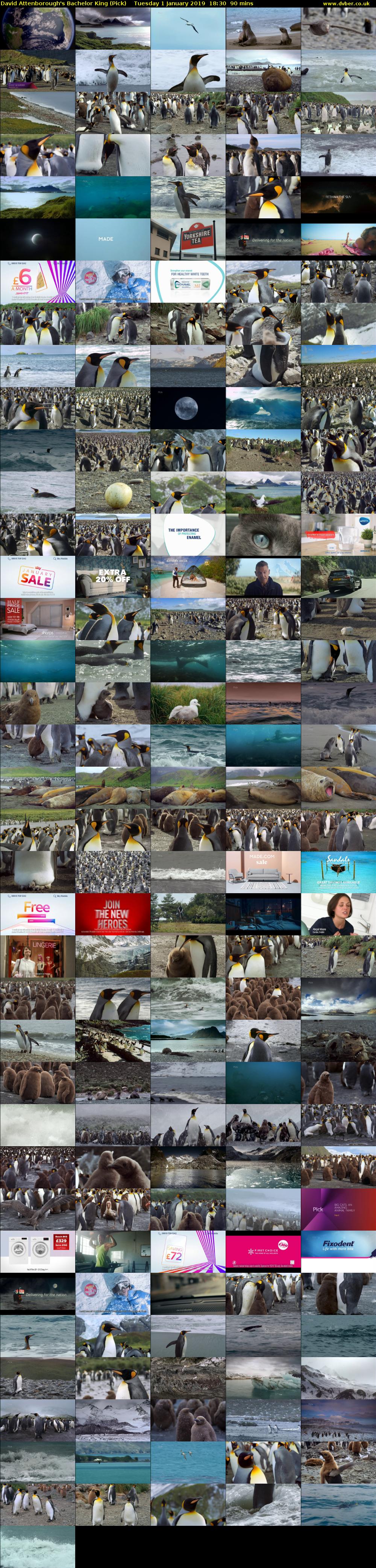 David Attenborough's Bachelor King (Pick) Tuesday 1 January 2019 18:30 - 20:00