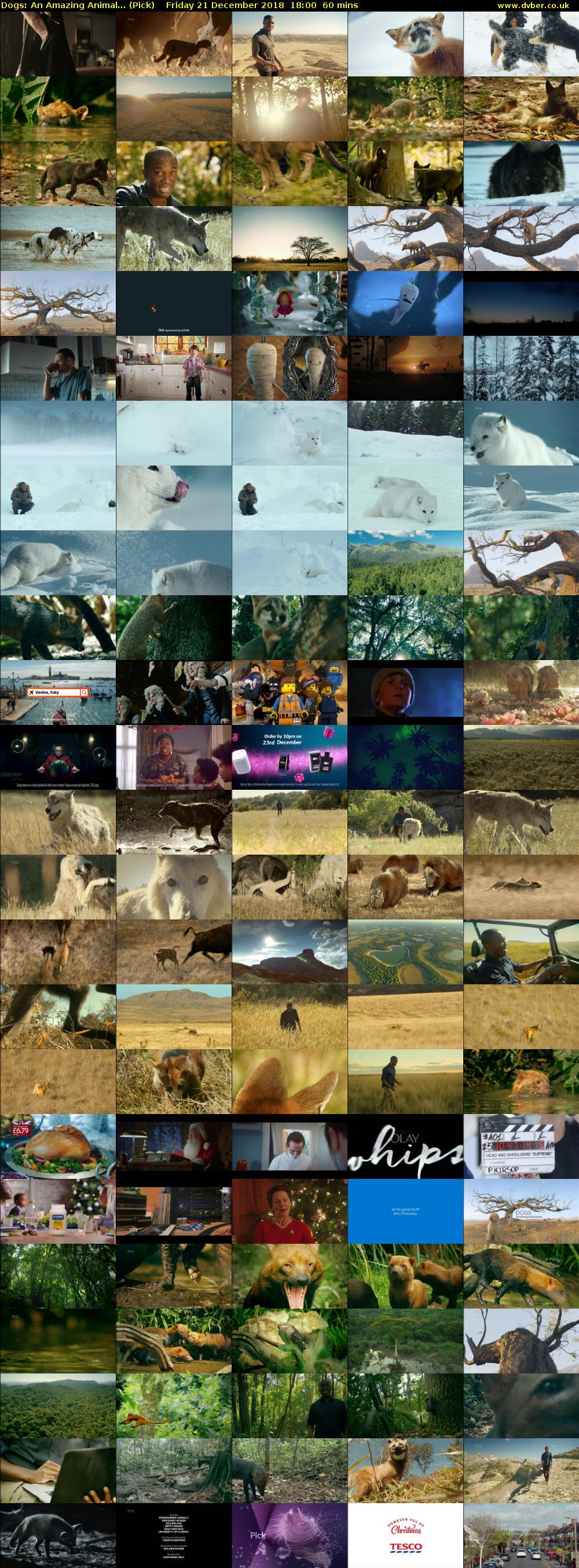 Dogs: An Amazing Animal... (Pick) Friday 21 December 2018 18:00 - 19:00