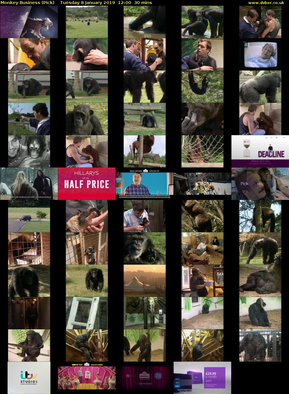 Monkey Business (Pick) Tuesday 8 January 2019 12:00 - 12:30