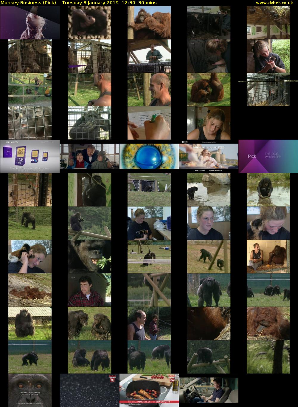 Monkey Business (Pick) Tuesday 8 January 2019 12:30 - 13:00