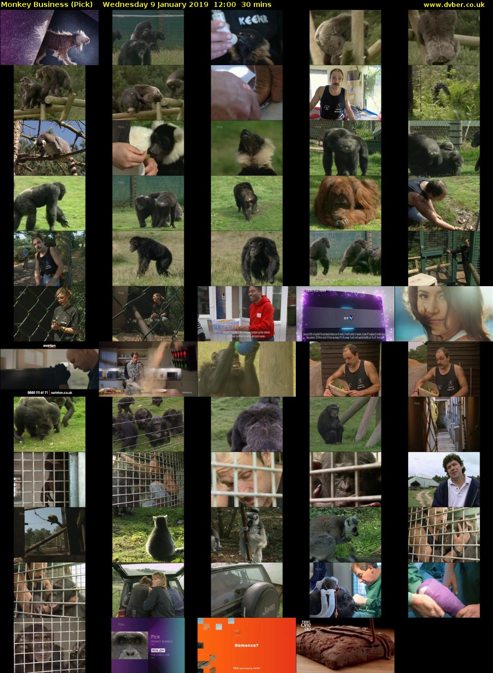 Monkey Business (Pick) Wednesday 9 January 2019 12:00 - 12:30