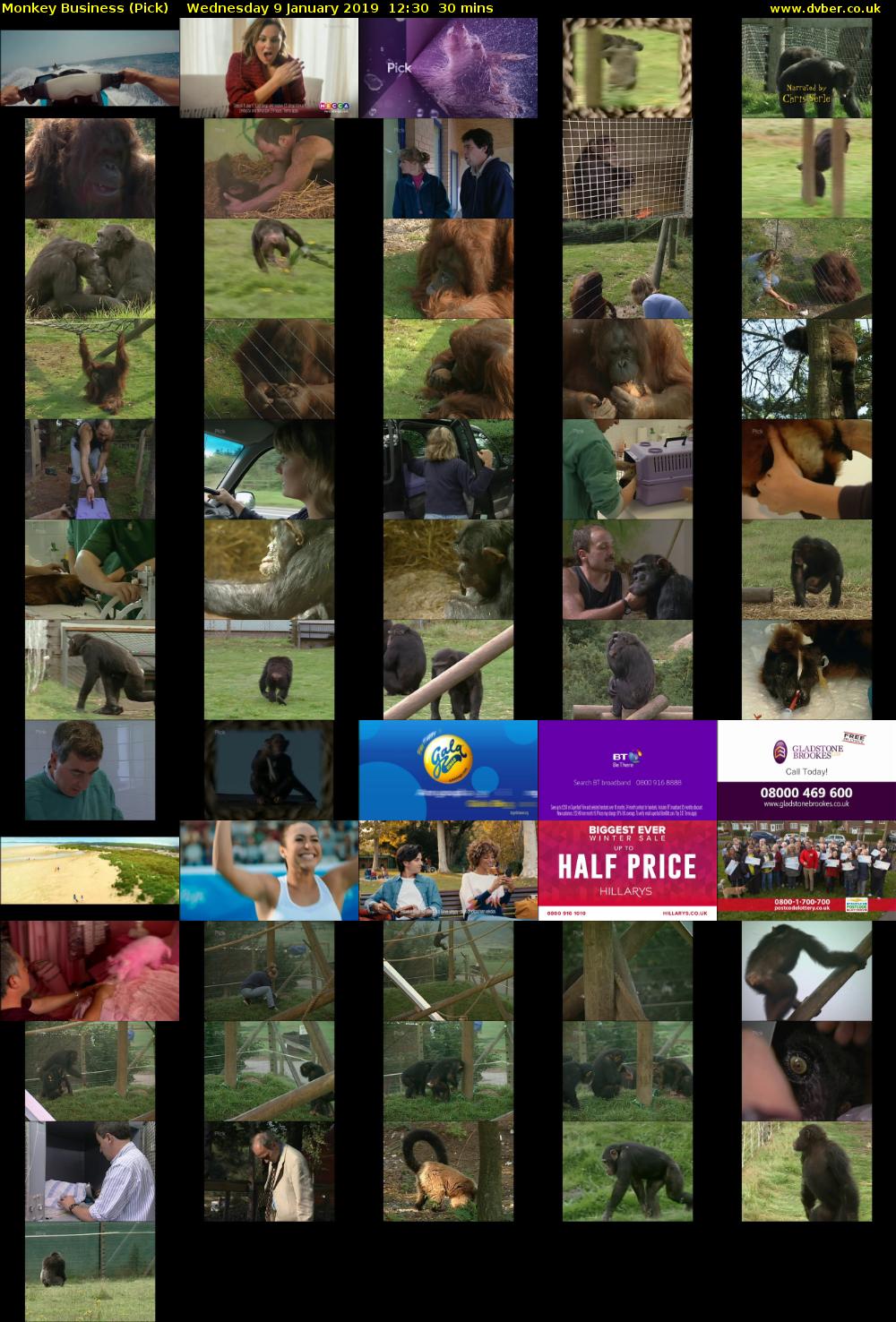 Monkey Business (Pick) Wednesday 9 January 2019 12:30 - 13:00