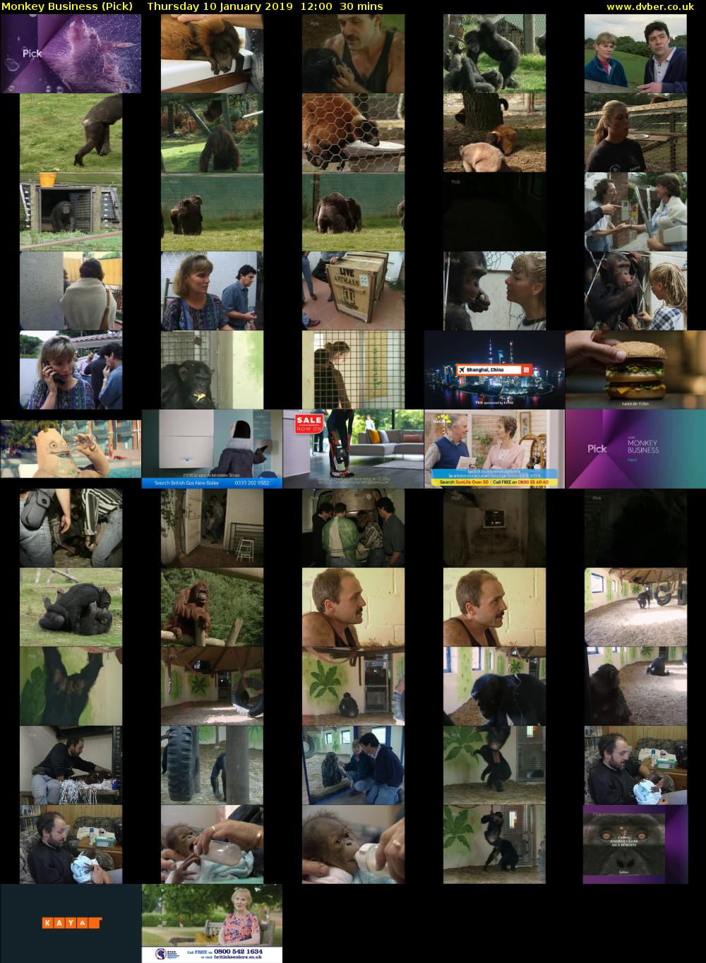 Monkey Business (Pick) Thursday 10 January 2019 12:00 - 12:30