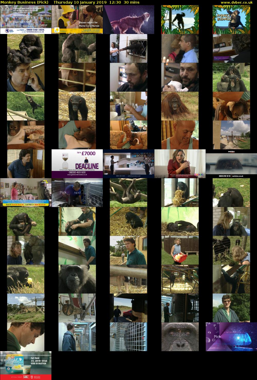 Monkey Business (Pick) Thursday 10 January 2019 12:30 - 13:00