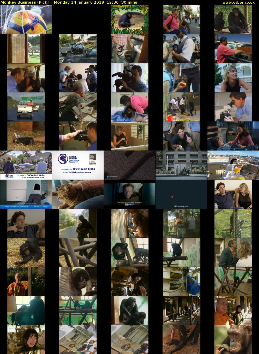 Monkey Business (Pick) Monday 14 January 2019 12:30 - 13:00