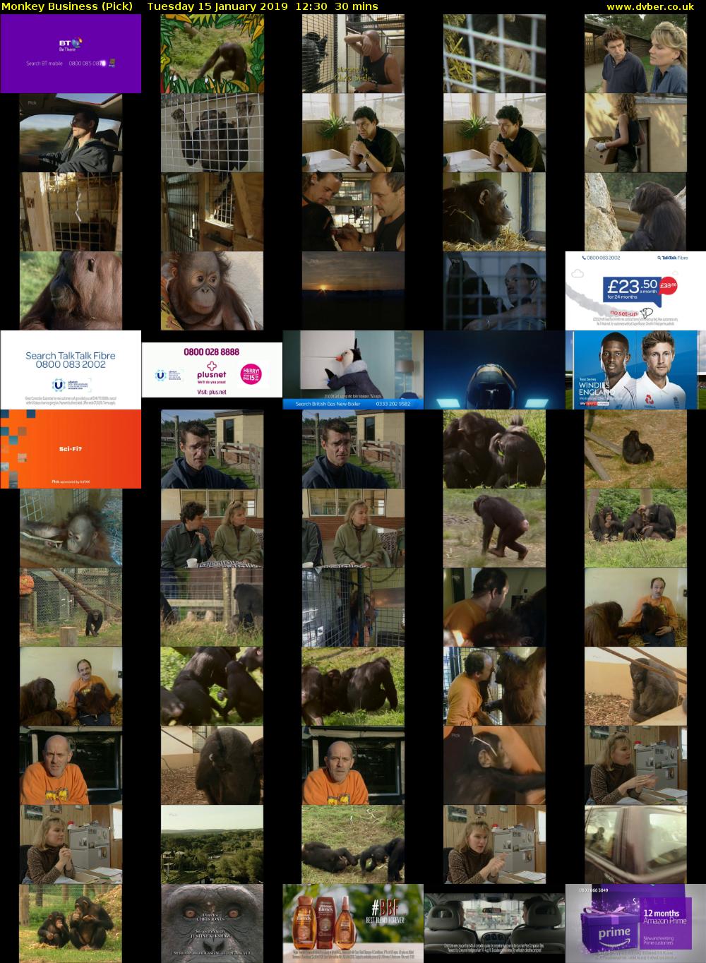 Monkey Business (Pick) Tuesday 15 January 2019 12:30 - 13:00