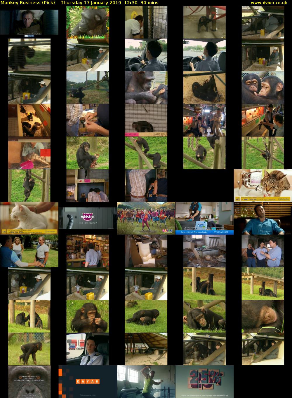 Monkey Business (Pick) Thursday 17 January 2019 12:30 - 13:00