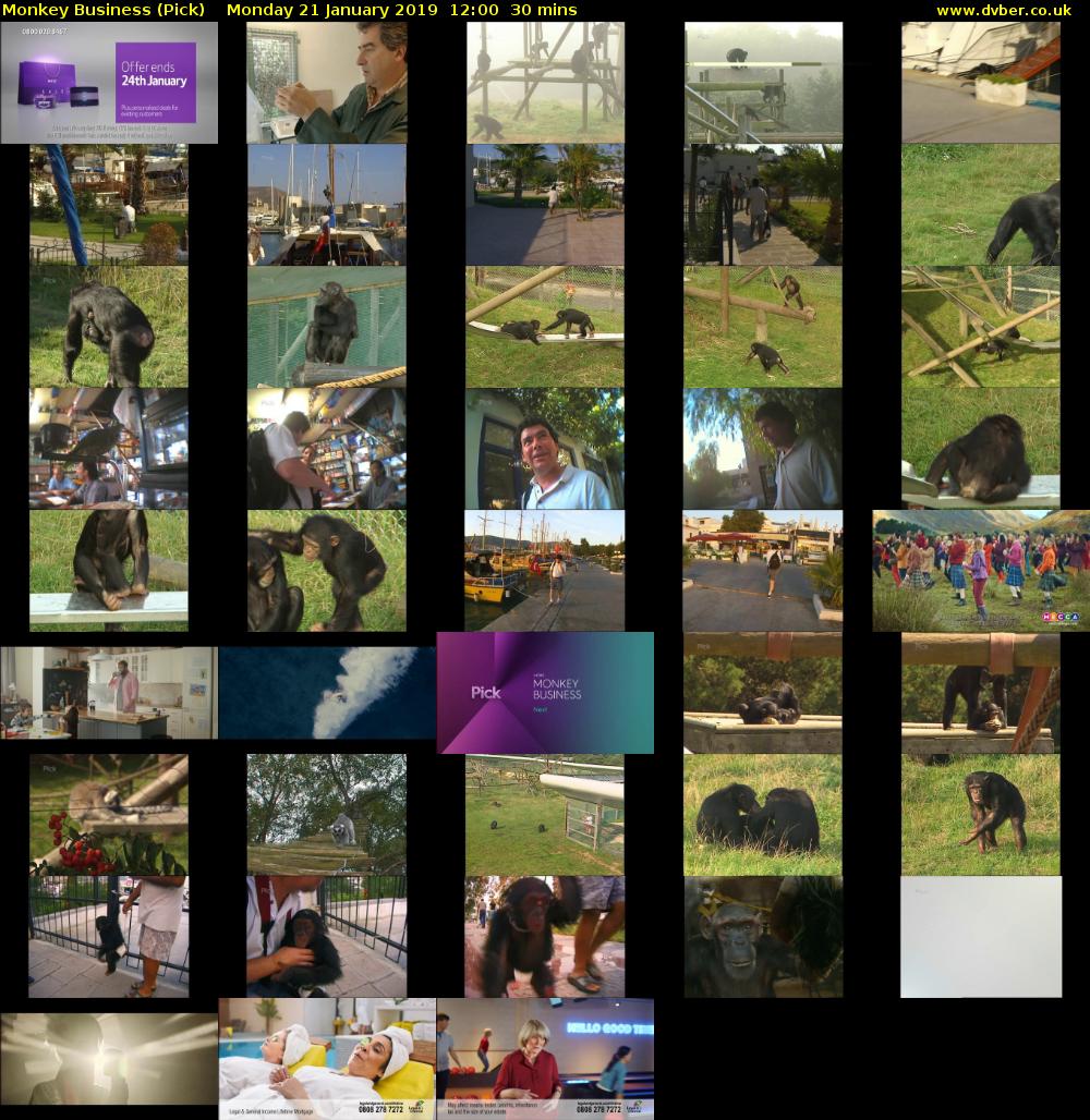 Monkey Business (Pick) Monday 21 January 2019 12:00 - 12:30