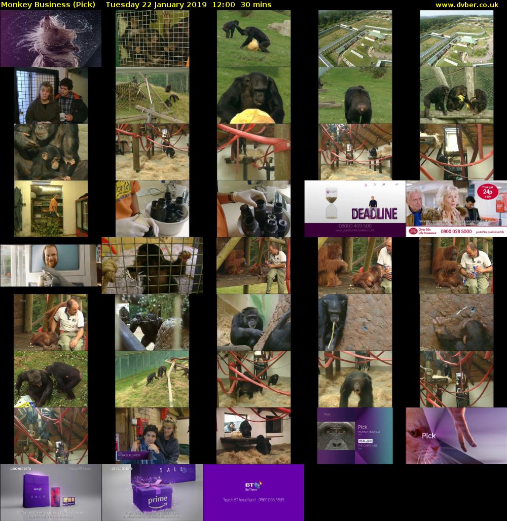 Monkey Business (Pick) Tuesday 22 January 2019 12:00 - 12:30