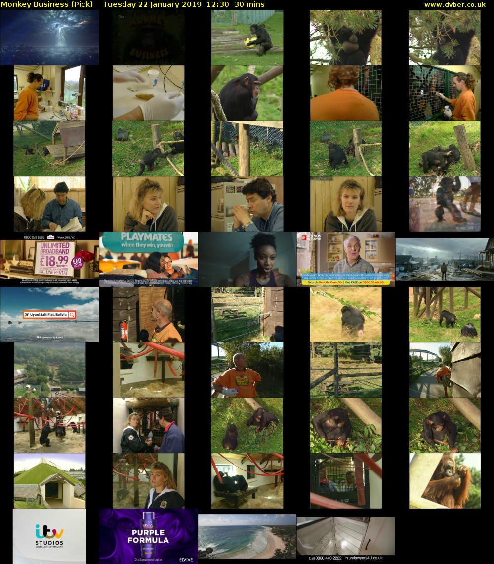 Monkey Business (Pick) Tuesday 22 January 2019 12:30 - 13:00