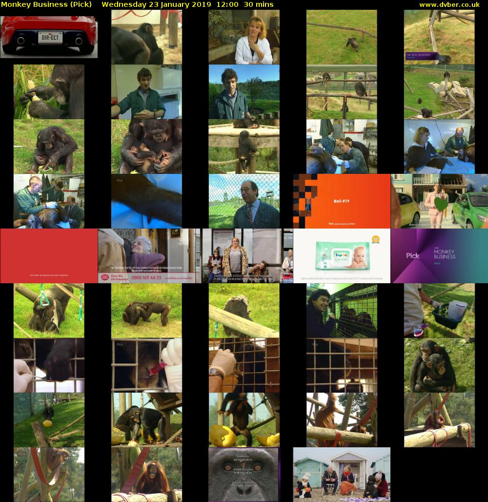 Monkey Business (Pick) Wednesday 23 January 2019 12:00 - 12:30