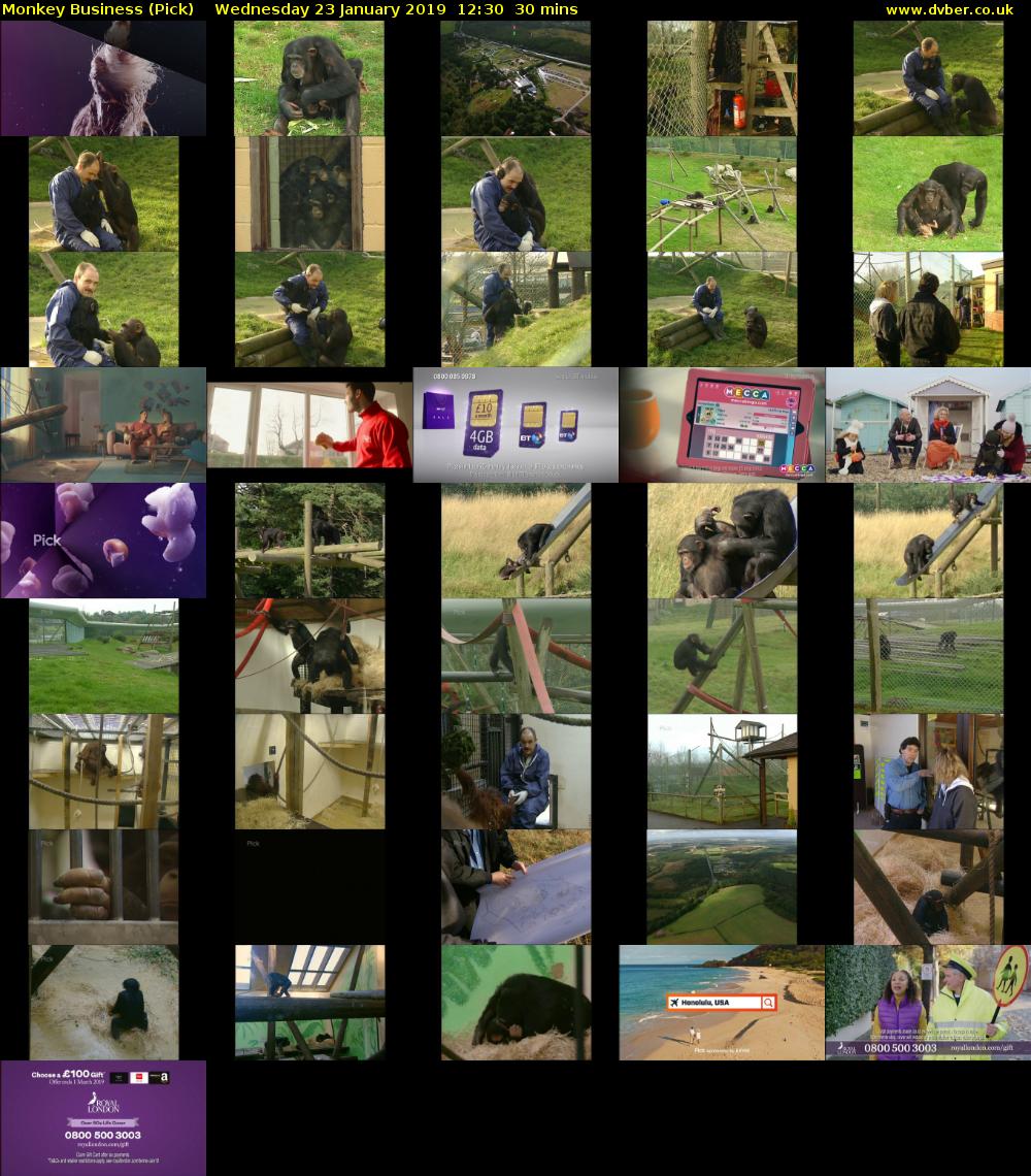 Monkey Business (Pick) Wednesday 23 January 2019 12:30 - 13:00