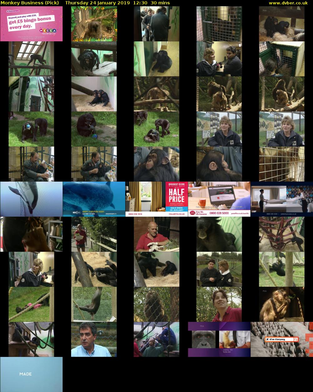 Monkey Business (Pick) Thursday 24 January 2019 12:30 - 13:00