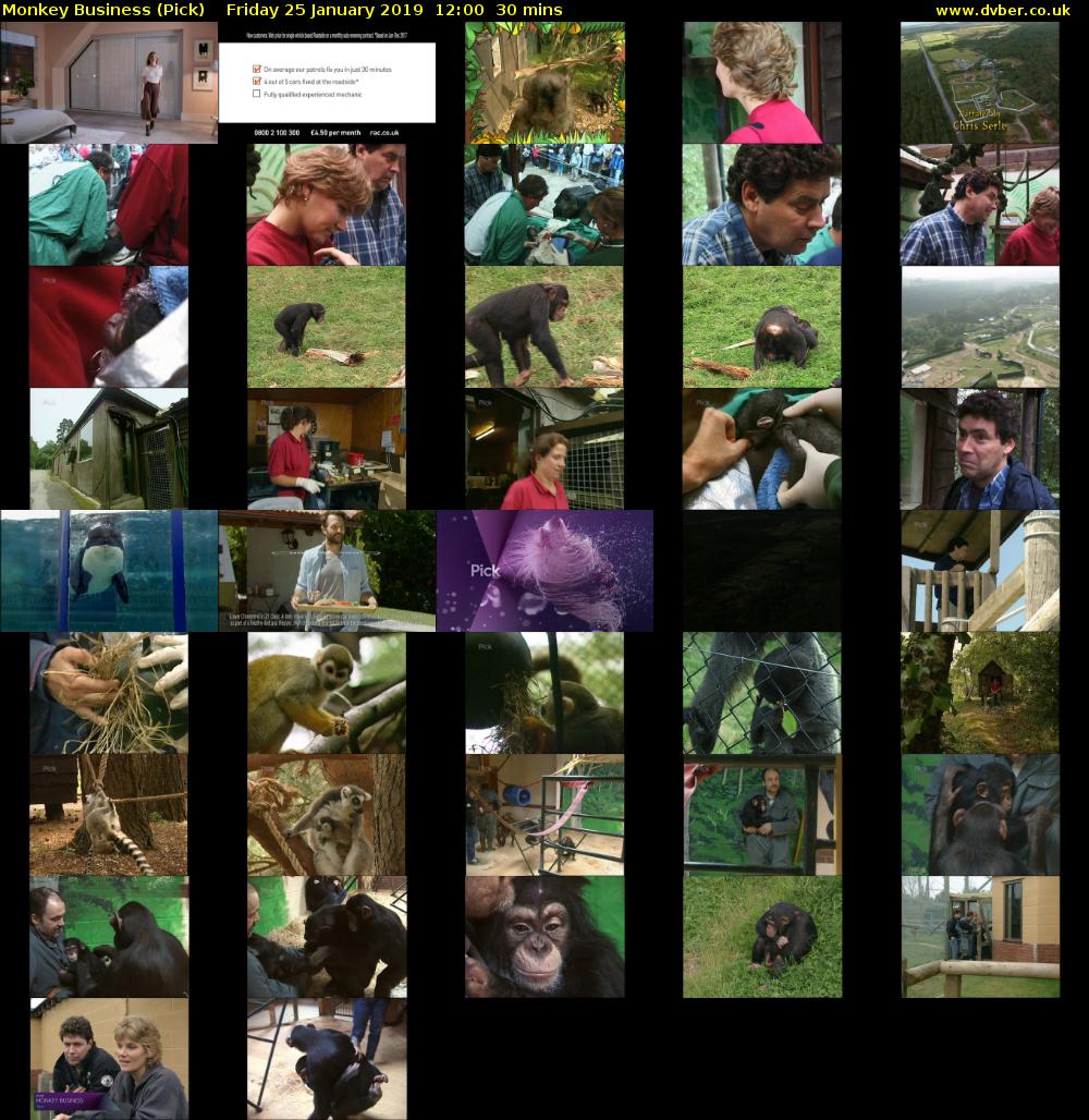 Monkey Business (Pick) Friday 25 January 2019 12:00 - 12:30