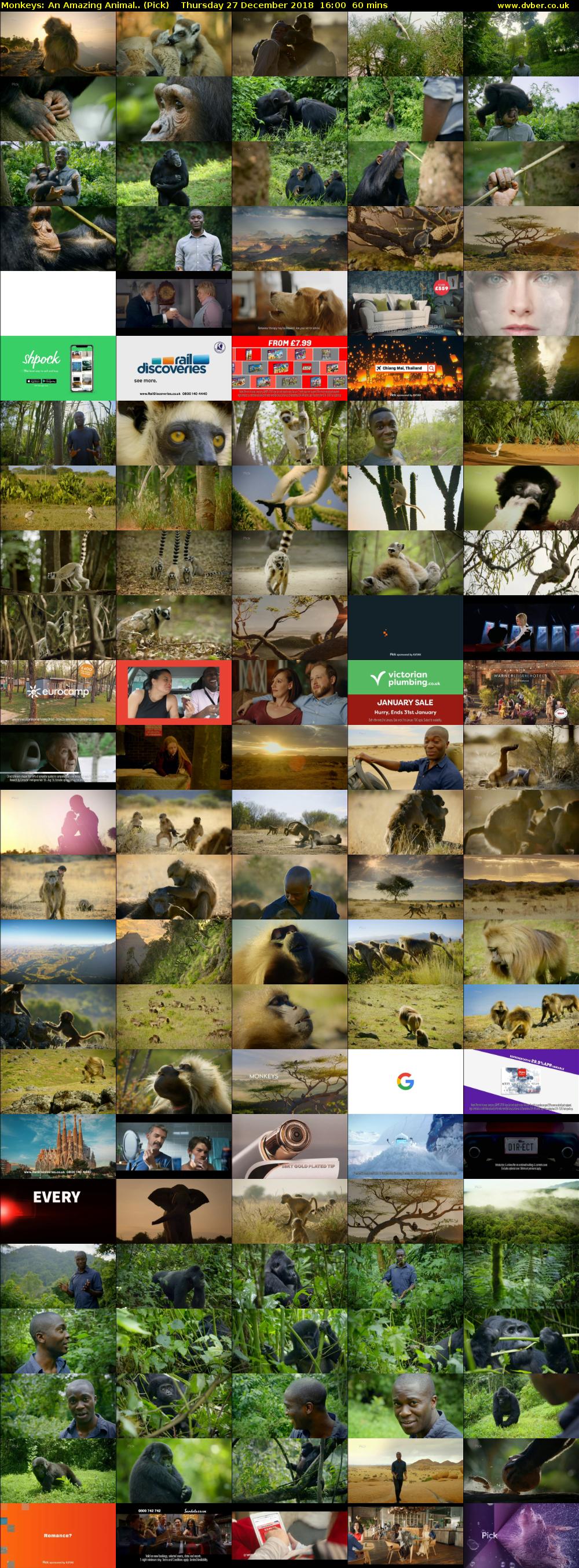 Monkeys: An Amazing Animal.. (Pick) Thursday 27 December 2018 16:00 - 17:00