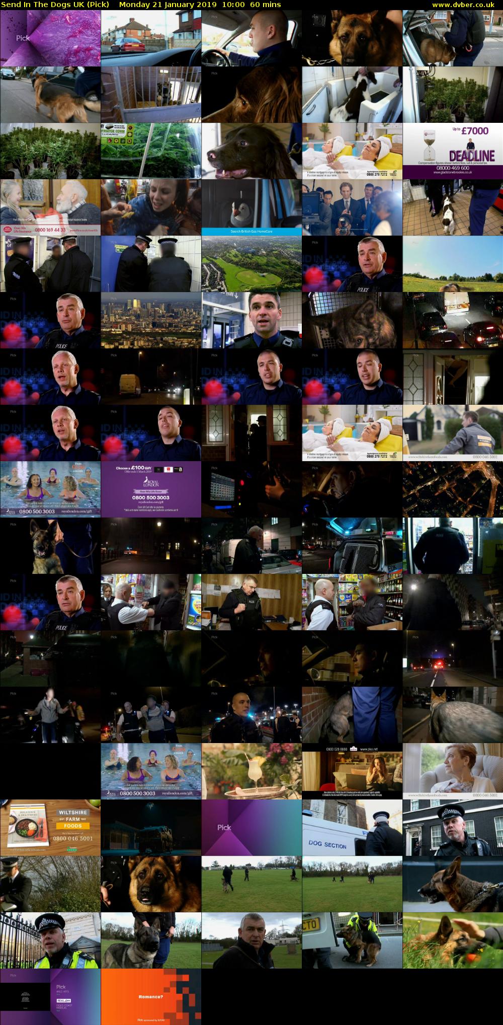 Send In The Dogs UK (Pick) Monday 21 January 2019 10:00 - 11:00