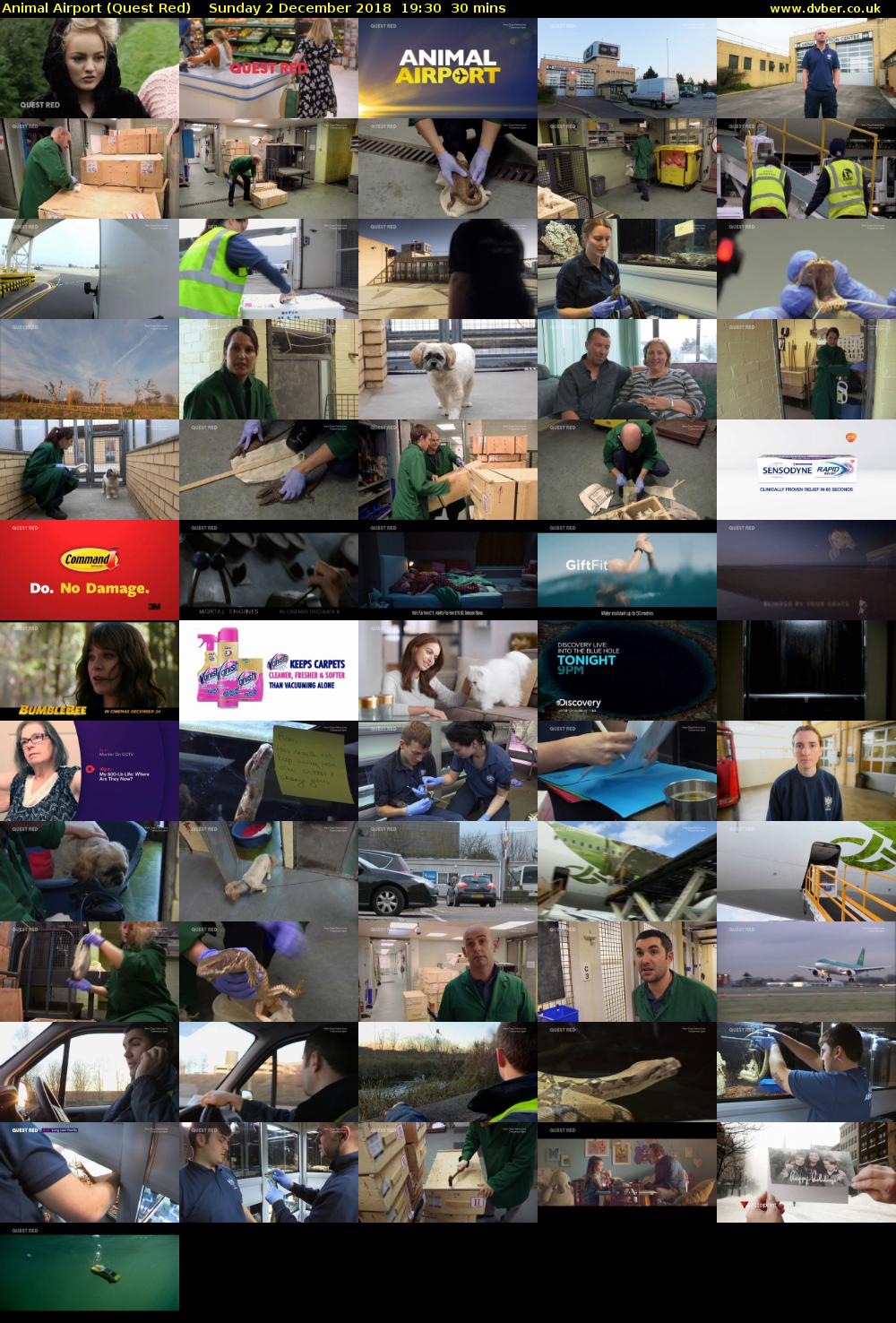 Animal Airport (Quest Red) Sunday 2 December 2018 19:30 - 20:00