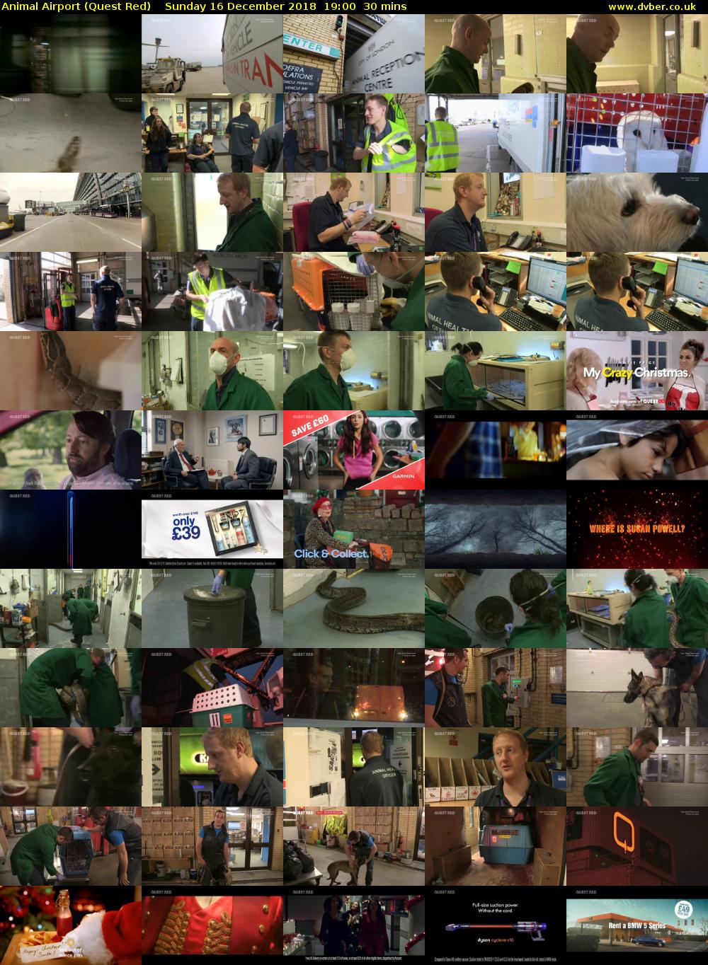 Animal Airport (Quest Red) Sunday 16 December 2018 19:00 - 19:30