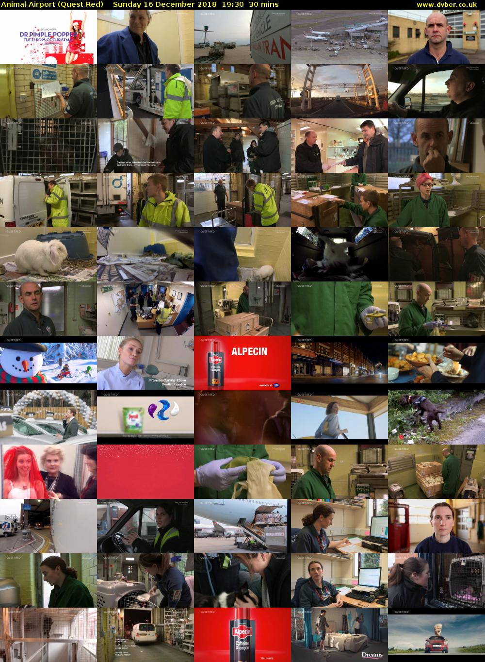 Animal Airport (Quest Red) Sunday 16 December 2018 19:30 - 20:00