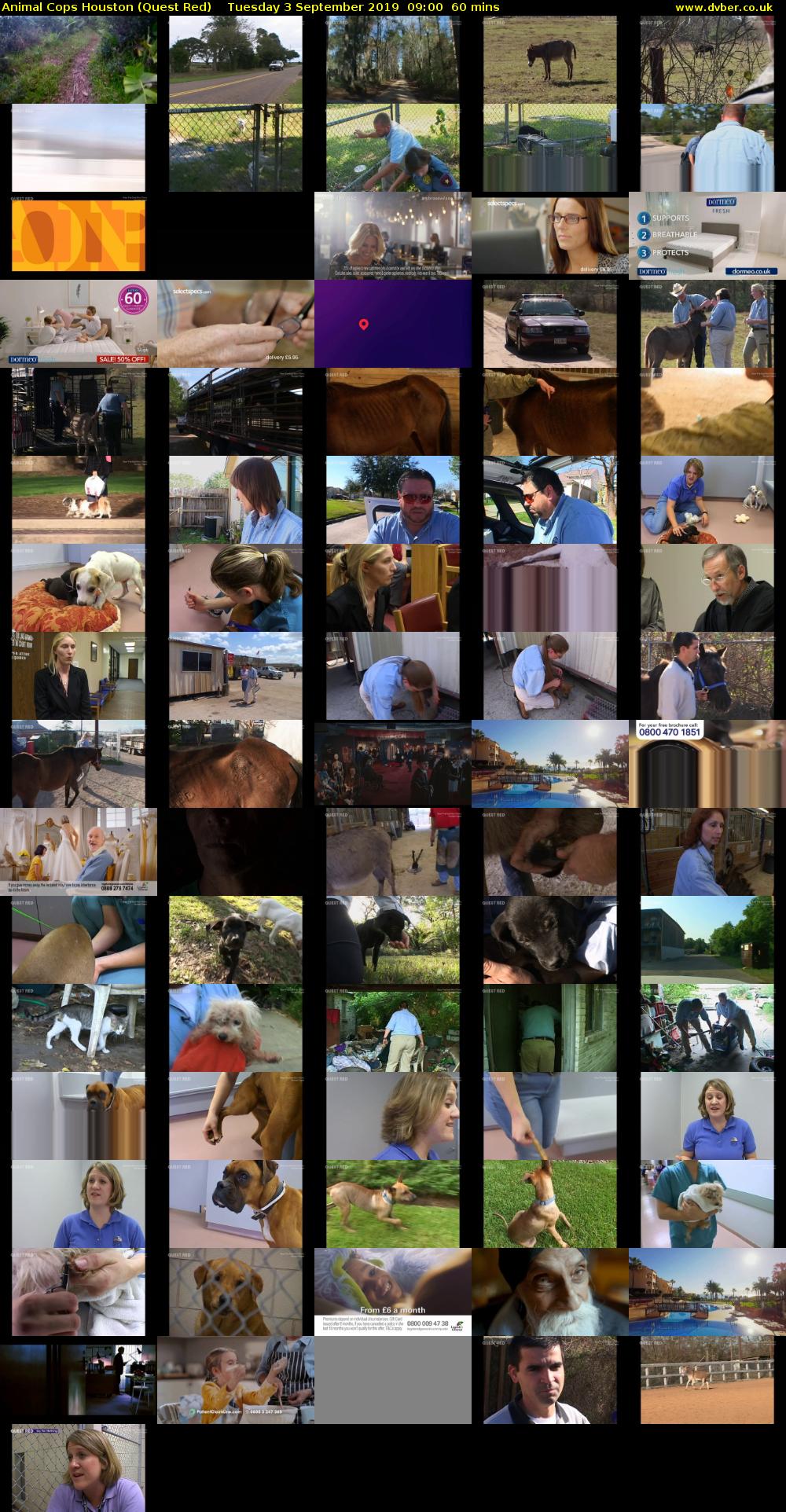 Animal Cops Houston (Quest Red) Tuesday 3 September 2019 09:00 - 10:00